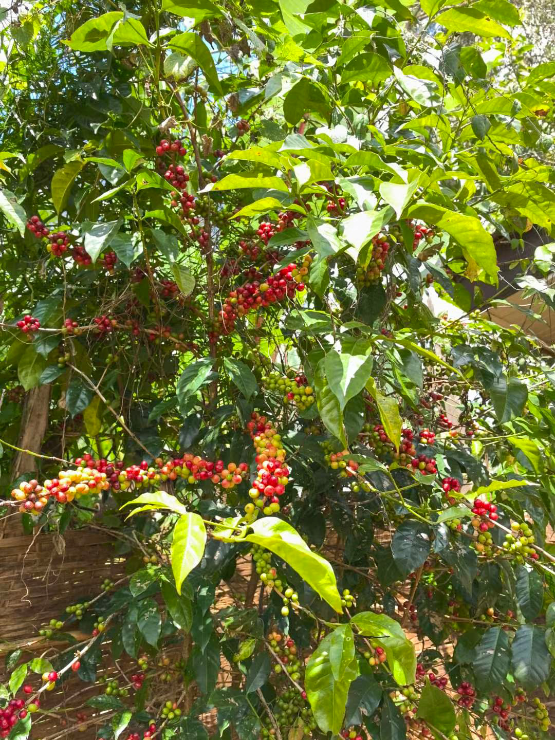 Lemo Classic - Ethiopian coffee from Yirgacheffe