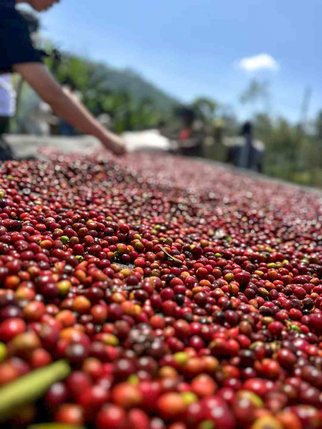 Ethiopian coffee processing and quality control