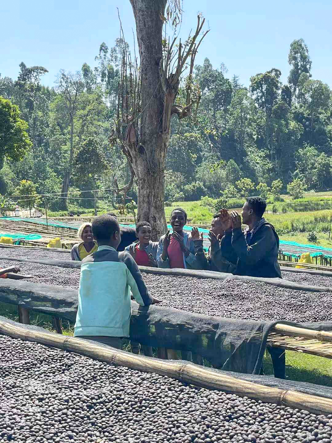 Ethiopian coffee processing and quality control